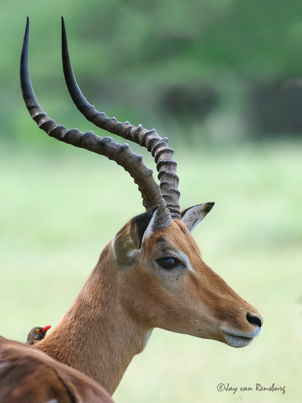 Impala ram - Antelope