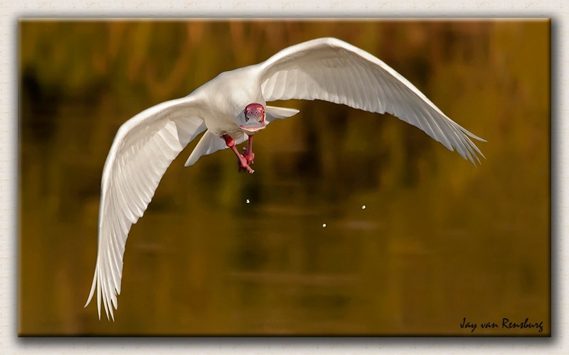 African Spoonbill 1 - Birds in flight