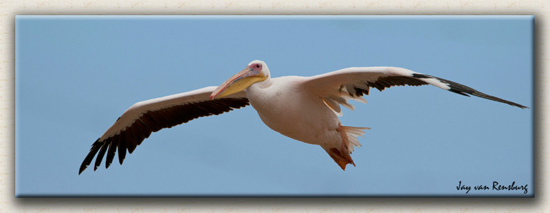 White Pelican - Birds in flight