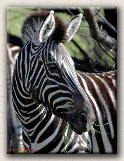 Zebra - Zebra & Giraffe