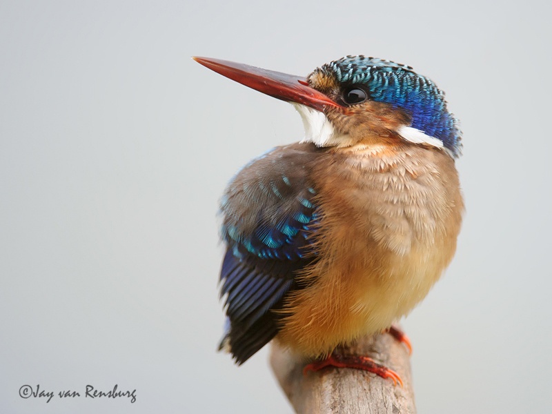 High key Malachite - Kingfishers