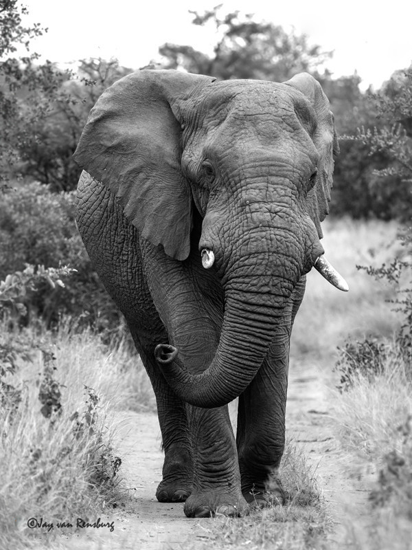 Bull Ellie - Elephant