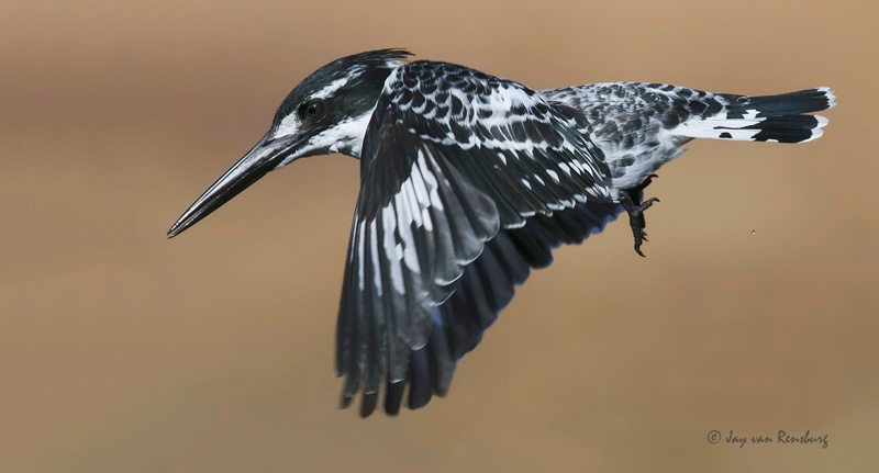 Pied Kingfisher - Kingfishers