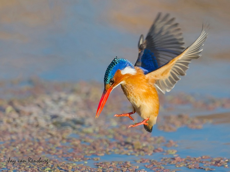 Hovering Malachite - Kingfishers
