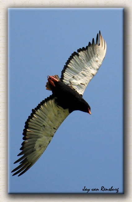 Bateleur Eagle 1 - Birds in flight