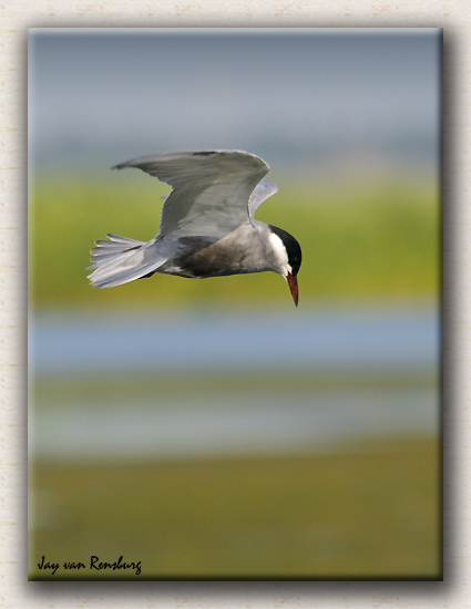 Whiskered Tern 3 - Birds in flight