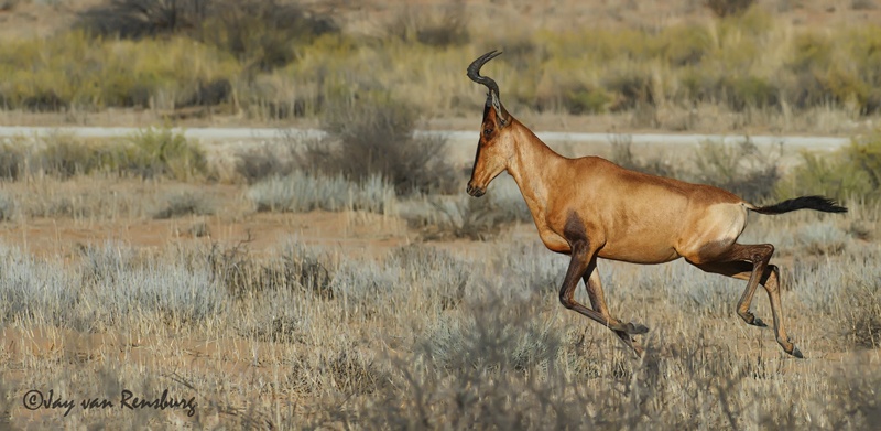 On my way! - Antelope