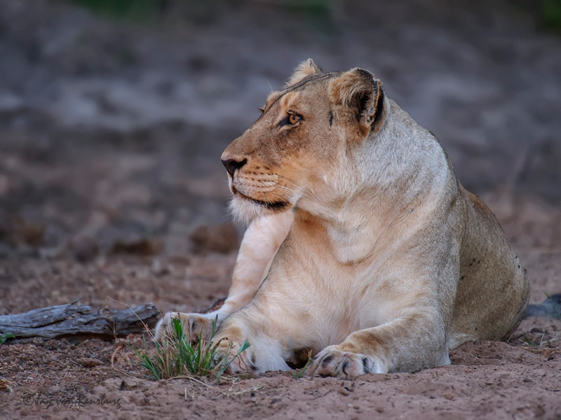 Peaceful - Big Cats