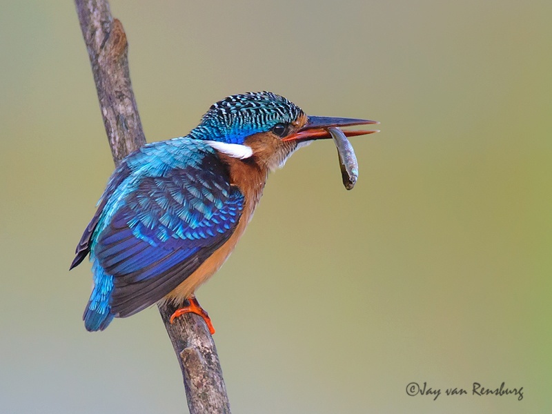 Juv Malachite - Kingfishers