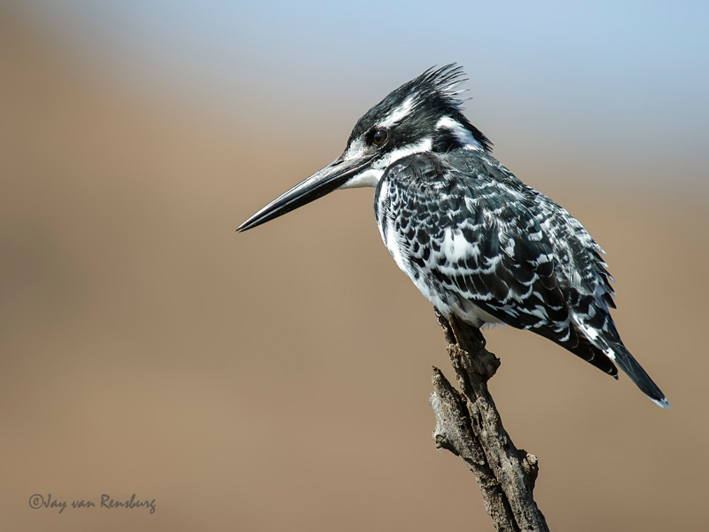 Pied Kingfisher 2 - Kingfishers