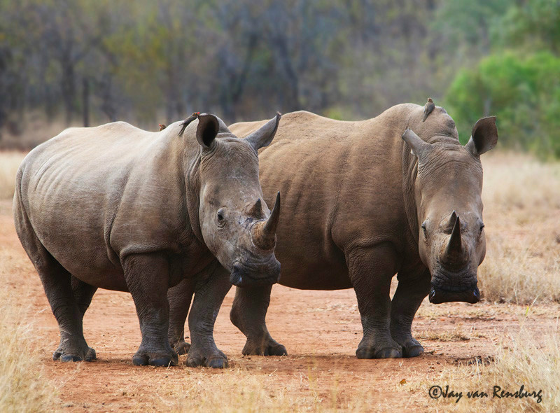 White Rhino - Rhino