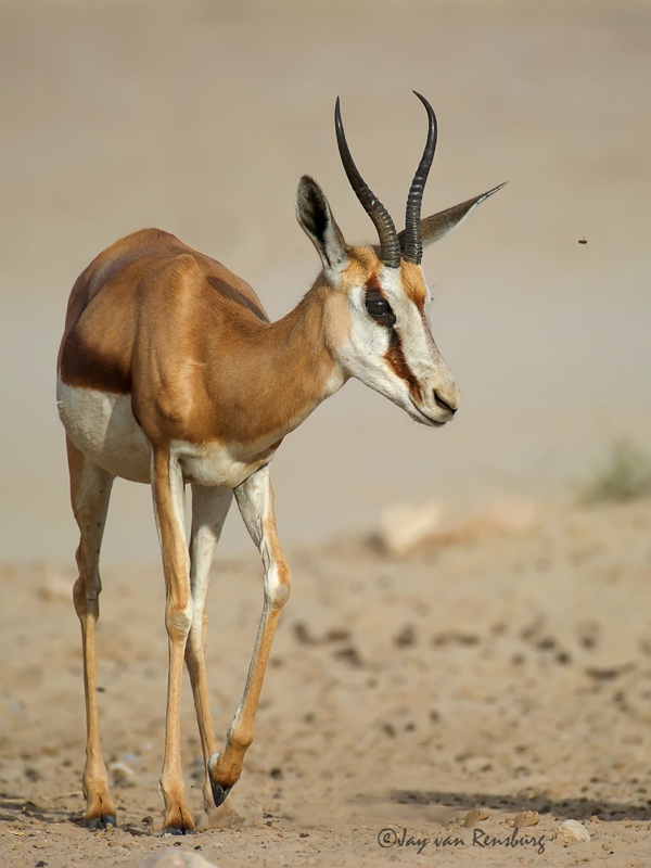 Springbok - Antelope