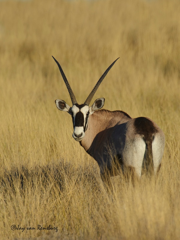 Looking back - Antelope