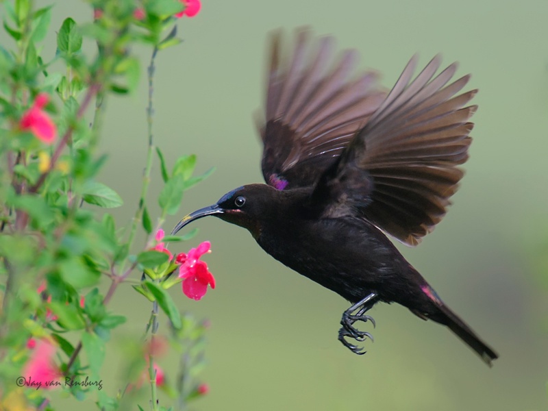 Amethyst Sunbird - Birds