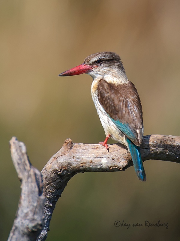 Brown-hooded portrait - Kingfishers