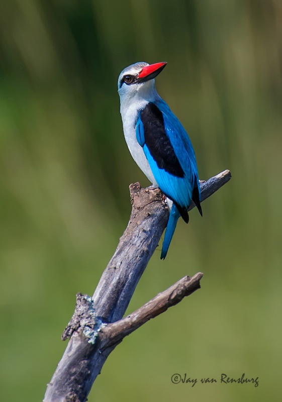 Woodland portrait - Kingfishers