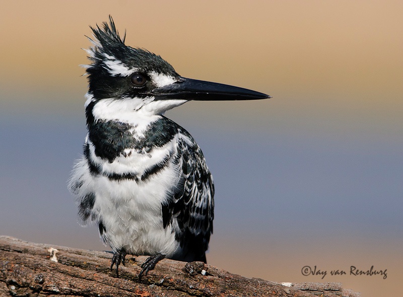 Pied portriat - Kingfishers