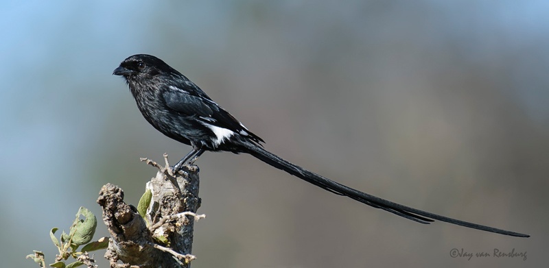 Magpie Shrike - Birds
