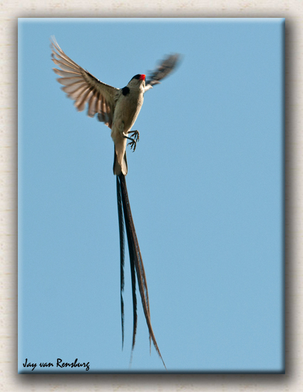 Pin-tailed Wydah 2 - Birds in flight