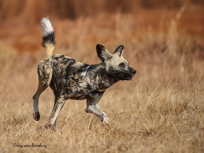 Wild dog - Carnivores