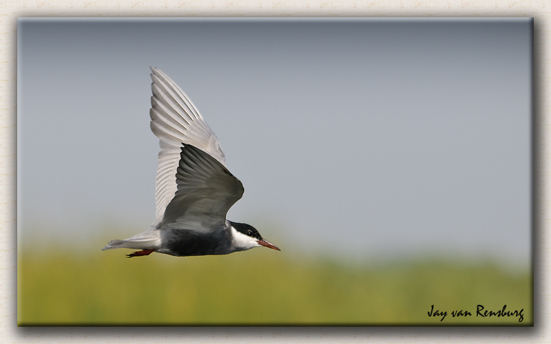 Whiskered Tern 2 - Birds in flight
