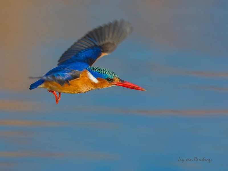 Speeding Malachite - Kingfishers