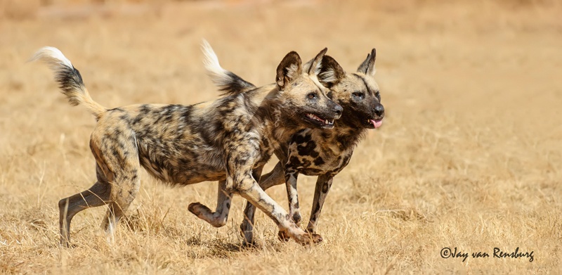 Alert - Carnivores