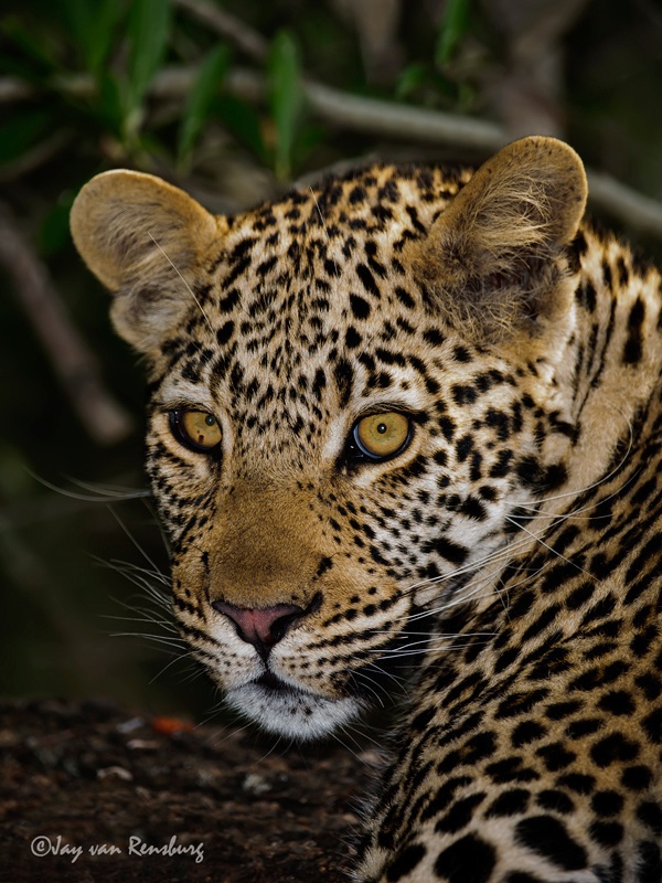 Youngster - Big Cats