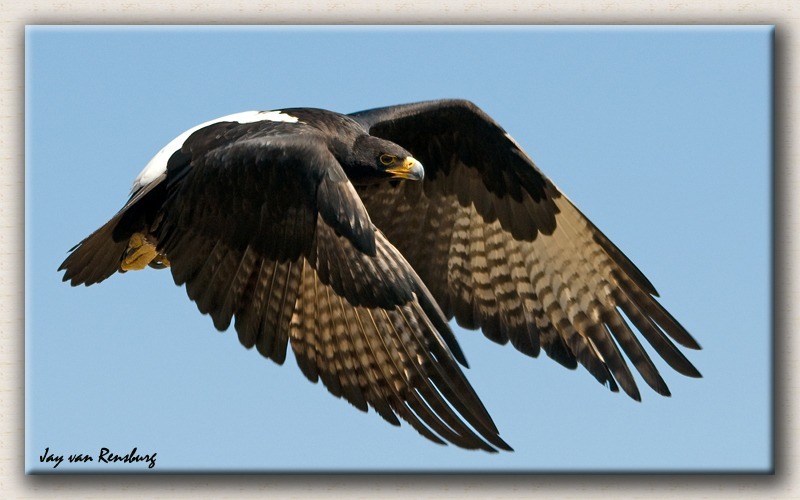 Verreaux's Eagle 2 - Birds in flight