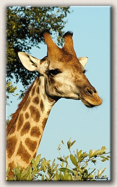 Giraffe close-up - Zebra & Giraffe
