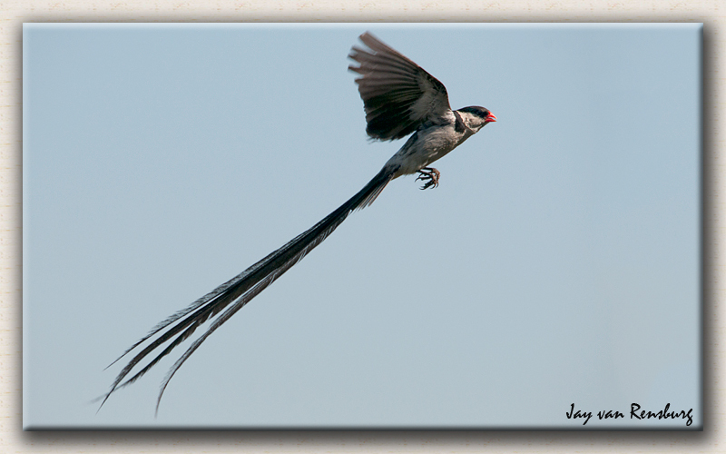 Pin-tailed Wydah 1 - Birds in flight
