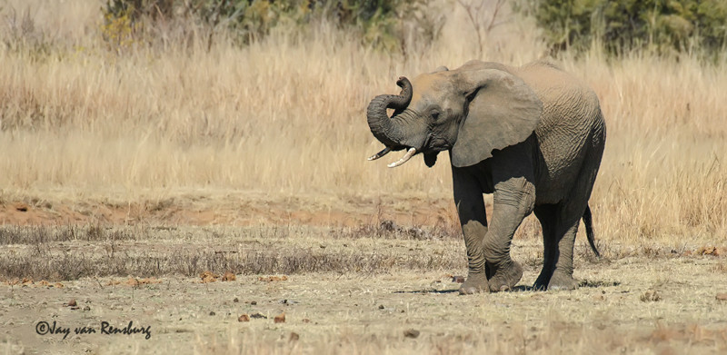 Smelling - Elephant