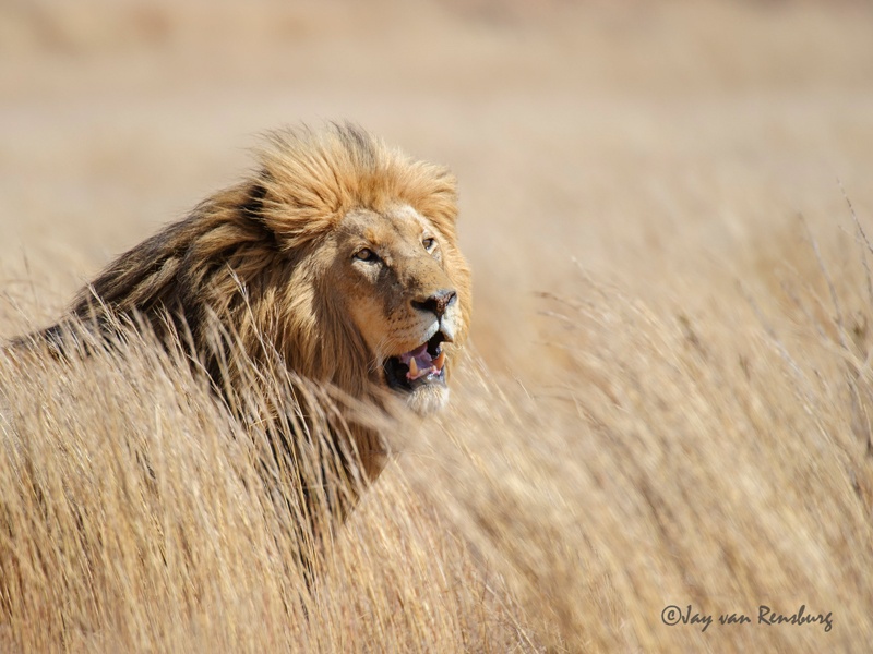Young male - Big Cats