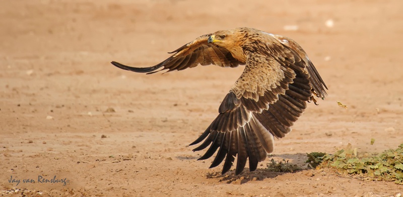 Tawny take-off - Raptors