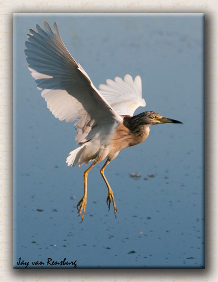 Squacco Heron 1 - Birds in flight
