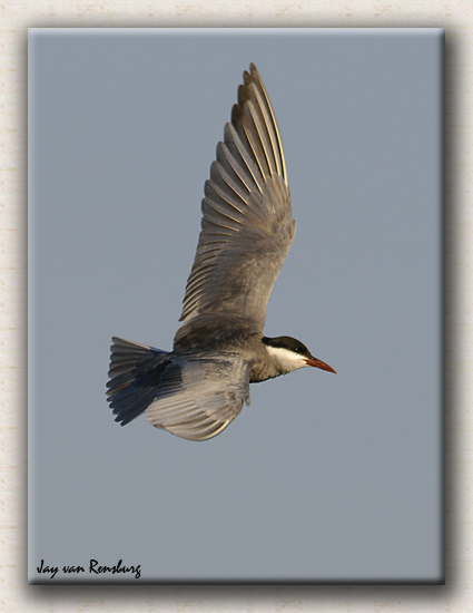 Whiskered Tern - Birds in flight