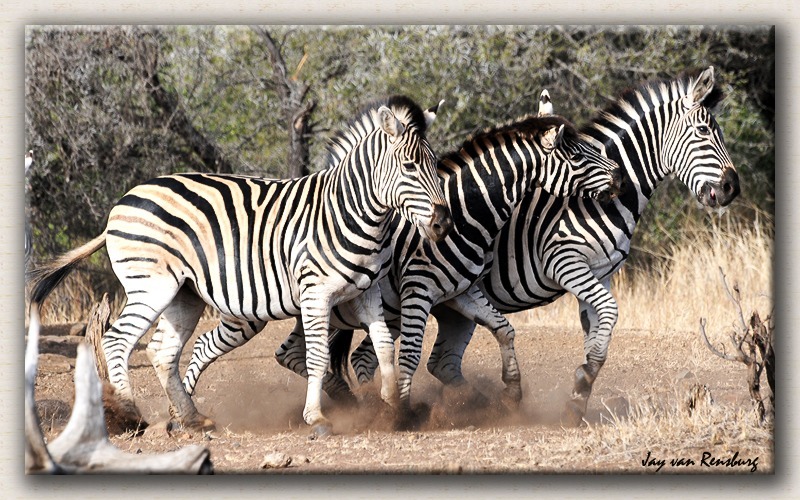 Zebra's on the move - Zebra & Giraffe