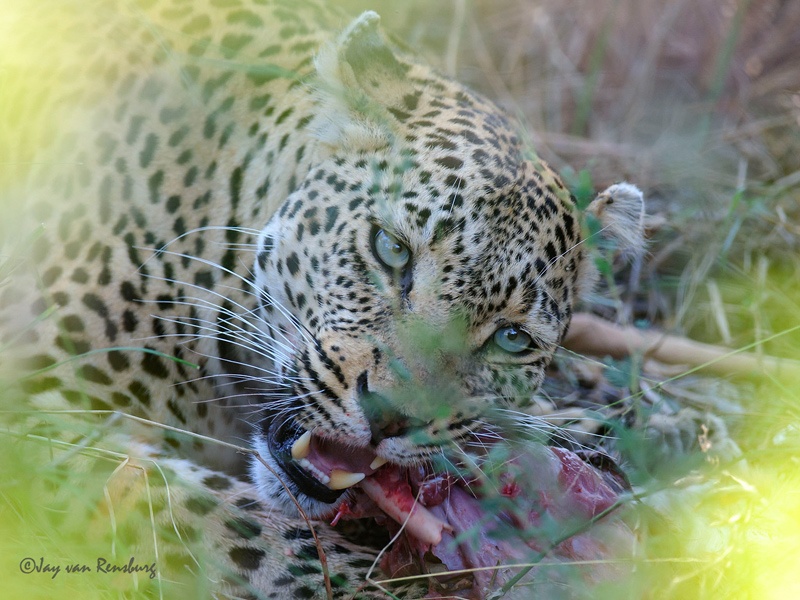 Munch crunch - Big Cats
