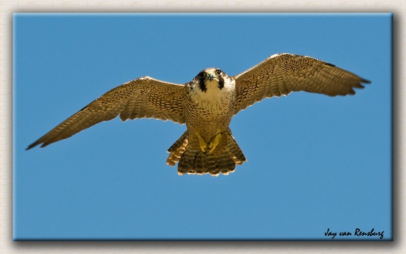 Peregrin Falcon - Birds in flight
