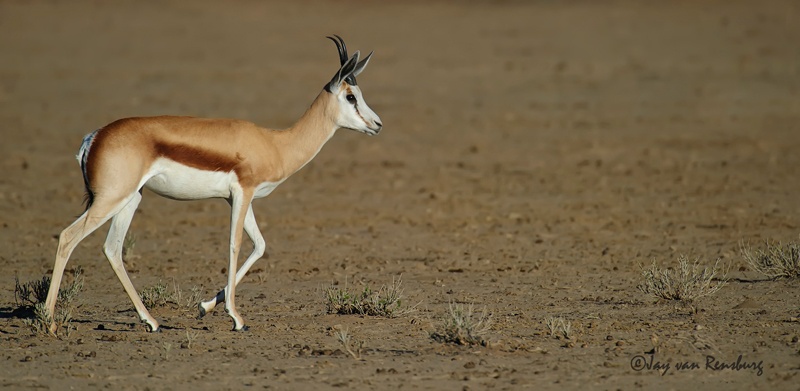 Strolling - Antelope