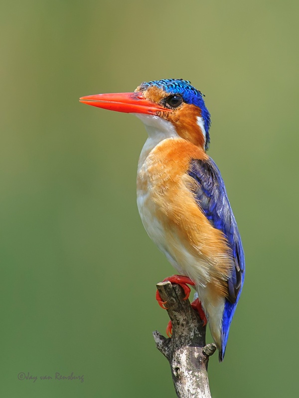 Malachite portrait - Kingfishers