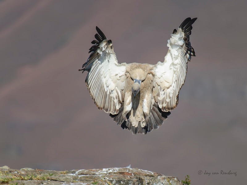 Angel wings - Vultures