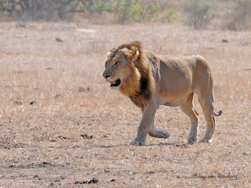 Lion on the prowl - Lion vs Buffalo