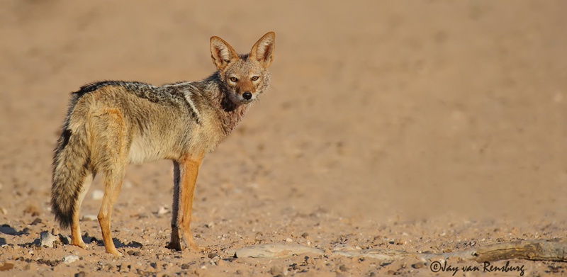 Black backed Jackal - Carnivores