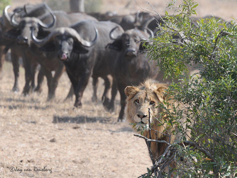 Watch this! - Lion vs Buffalo