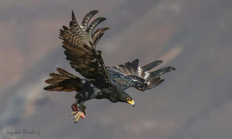 Verraux's Eagle - Raptors
