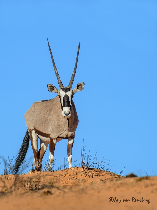 Gemsbok - Antelope