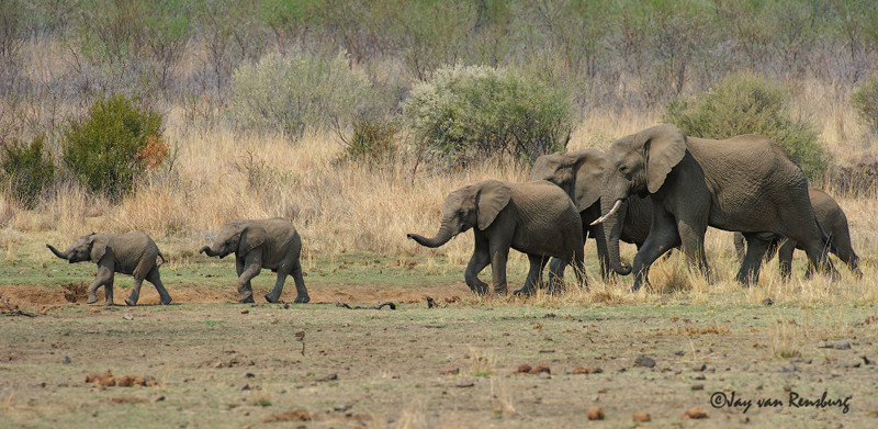 Family outing - Elephant