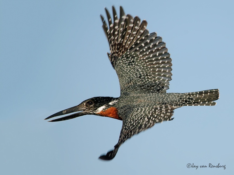 Giant take-off - Kingfishers