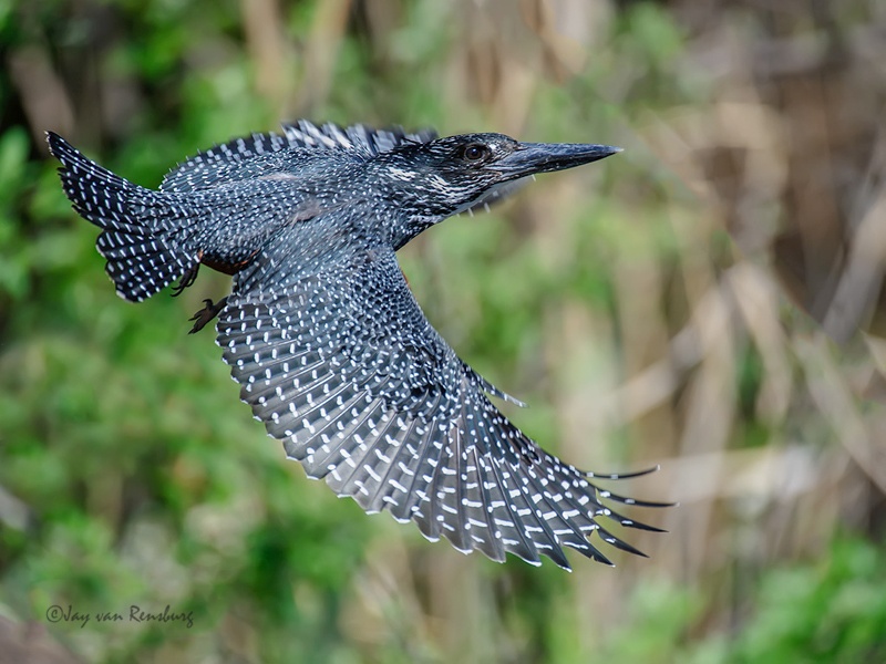 Male take-off - Kingfishers